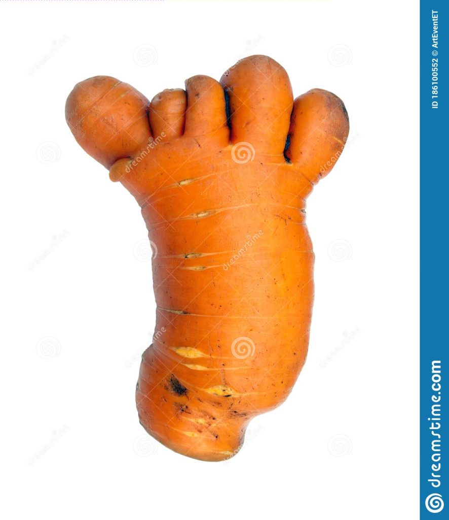 carrot