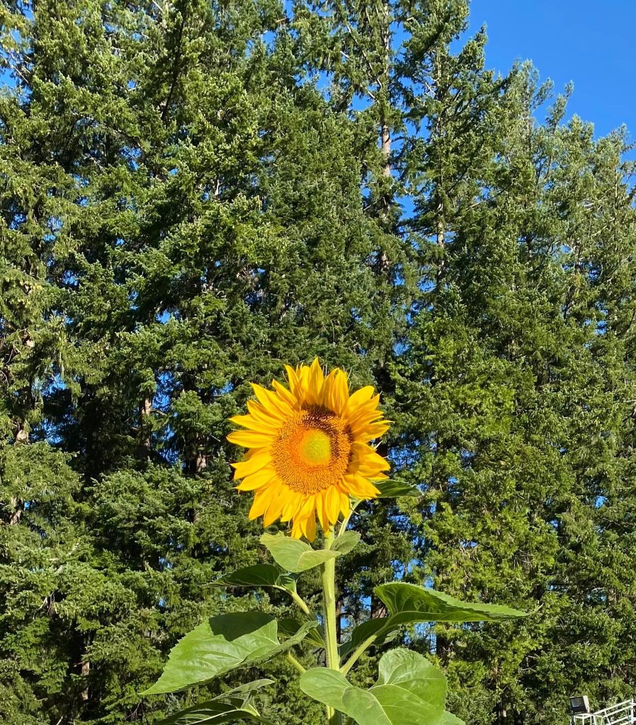 Sunflower 10 (1)