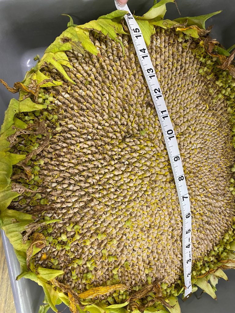 Sunflower 11