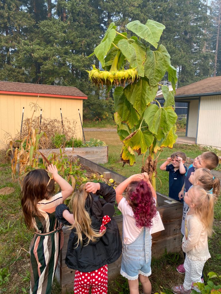 Sunflower 7